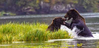 Bears2025