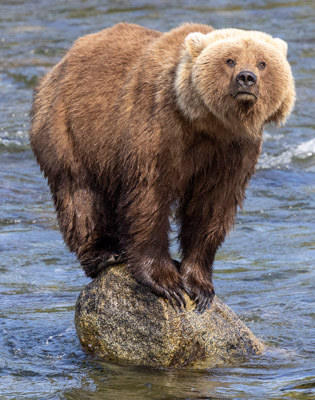 Bears26